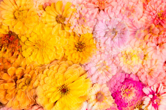 Repeating zinnia background