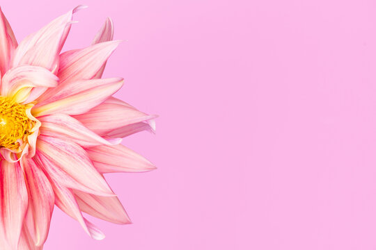 Up close of a pink dahlia off center