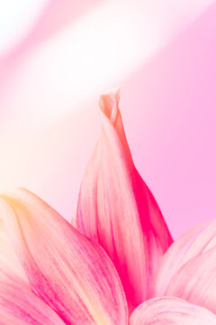 Dahlia petals with a light leak