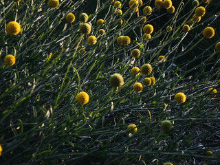 Craspedia plant