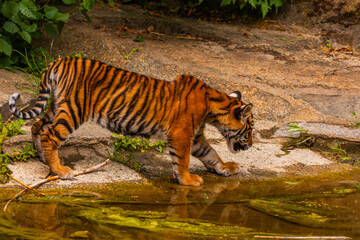 Obraz premium Sumatran tiger family with two little cubs