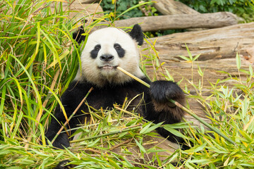 Obraz premium giant black and white panda is eating bamboo. Large animal closeup