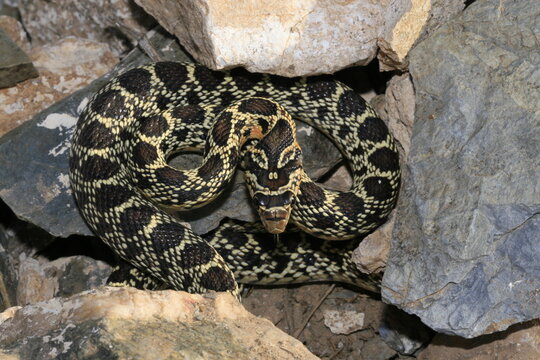 serpent couleuvre fer &agrave; cheval