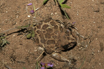 crapaud pelobates brun