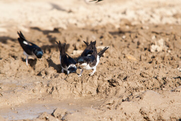 hirondelle de fenêtre espagne © Alexandre