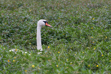 Cygne dans la jussie invasive Angers