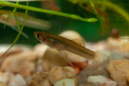 Poisson Invasif Imágenes de Gambusia: descubre bancos de fotos, ilustraciones, vectores ...