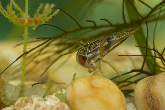 larve notonecte aquatique