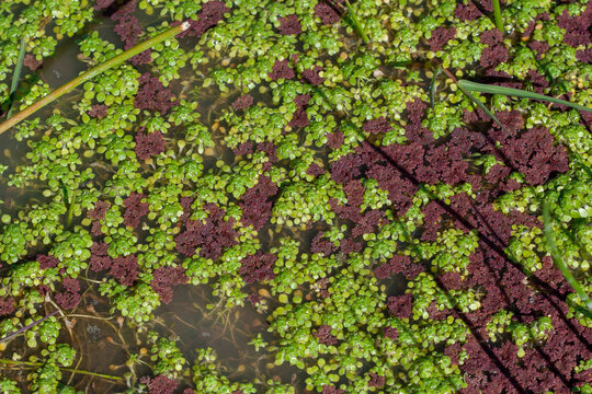 azolla plante invasive