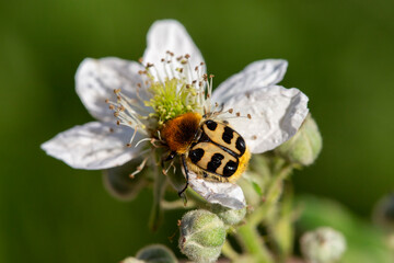 coléoptère trichius 