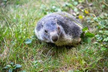 Marmotte des Pyrénées