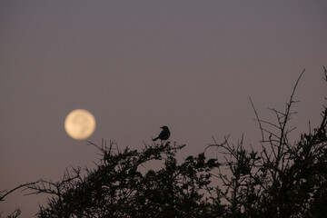 Full Moon and Bird in Tree Nature Silhouette
