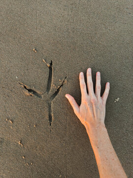 Hand Next to Large Bird Footprint on Beach