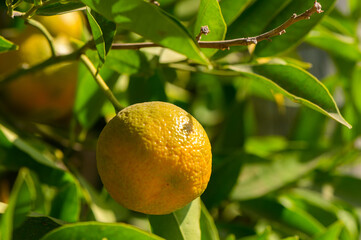 A ripe orange hanging gracefully on a sunlit branch amongst vibrant green leaves in a tranquil...