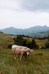 Naklejka premium Swiss Cow