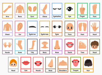 Human body flashcards for kids