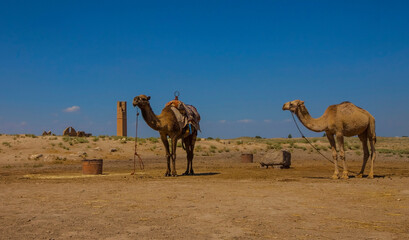 Camels are used for tourism purposes in the ancient city of Harran.