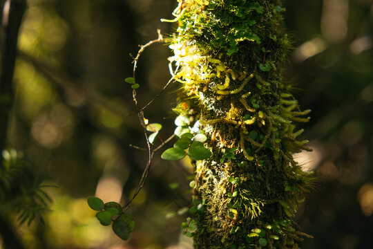 Flora of the native podocarp forest surrounding the lake Matheson