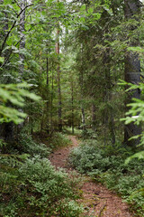 Obraz premium Vertical background image of winding footpath in wild green forest with tall trees no people copy space