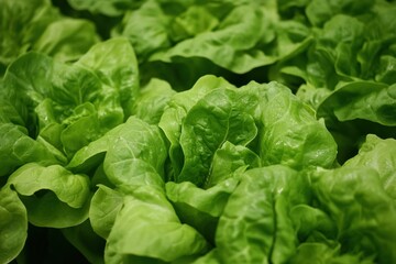 Fresh lettuce, dill, and basil are beautifully arranged, showcasing their vibrant green colors, at a bustling summer farmer's market. Generative AI