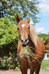 Chestnut horse is eating grass in the paddock and looking at the camera. Portrait of a beautiful red horse with a white stripe eating grass