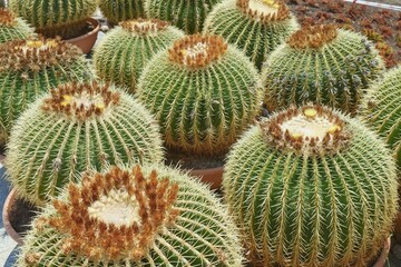 Fototapeta premium Group of prepared for trendy landscaping oversized potted Golden Barrel Cactuses or Echinocactus grusonii in plastic pots in garden centre. Ornamental giant cactuses for exterior design. 