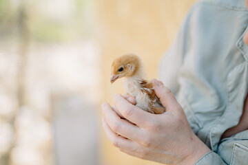 Hand holding small chick gently in outdoor setting.