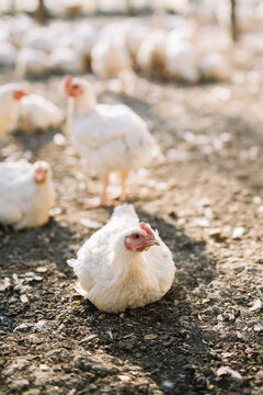 Resting and standing chickens on farm ground outside