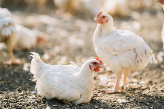 Pair of chickens standing and resting on farm soil