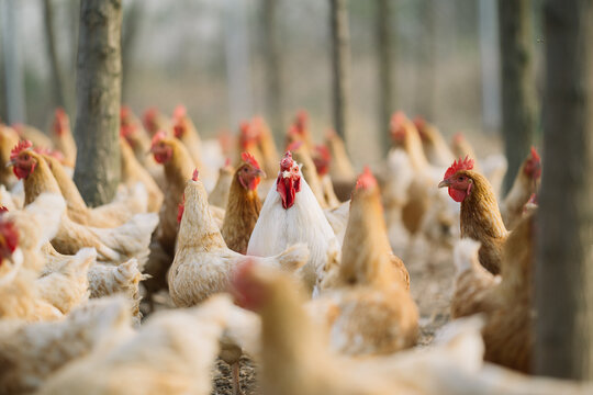 A white rooster leading a flock of brown chickens.