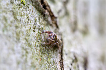 A dendryphantus jumping spider cleverly camouflaged against a beech tree in an Ontario Provincial Park.