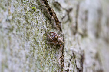 A dendryphantus jumping spider cleverly camouflaged against a beech tree in an Ontario Provincial Park.
