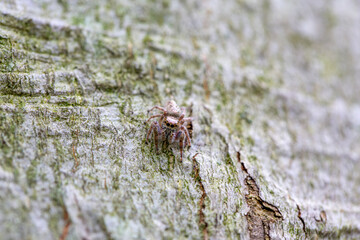 A dendryphantus jumping spider cleverly camouflaged against a beech tree in an Ontario Provincial Park.
