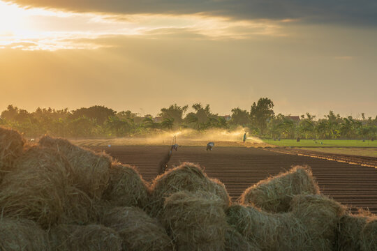Straw bales on farmland