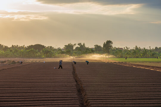 Carrot fields during seeding time.