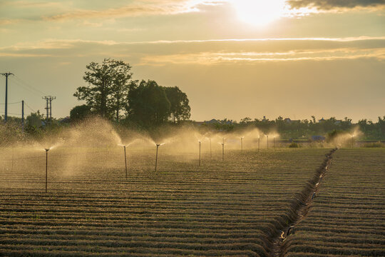 Carrot fields during seeding time.