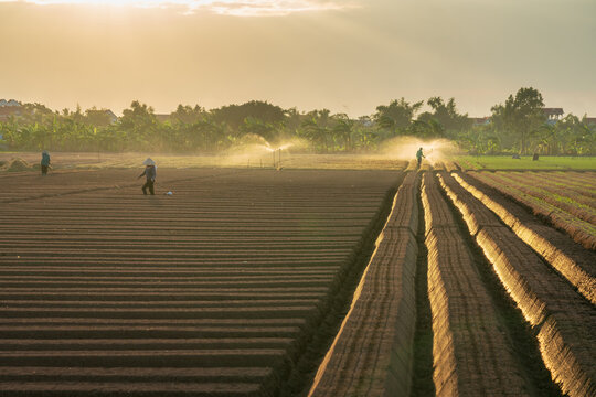 Carrot fields during seeding time.