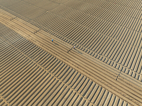 Carrot fields during seeding time.