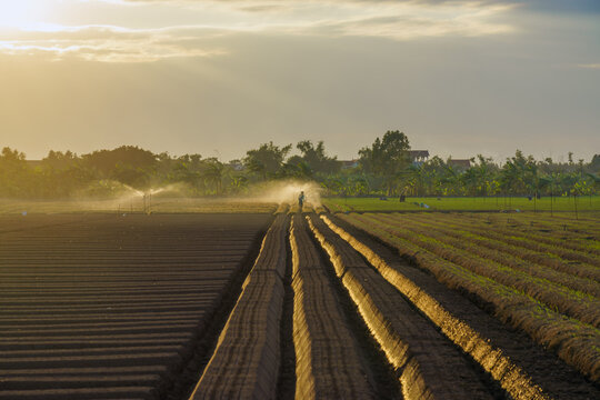 Carrot fields during seeding time.