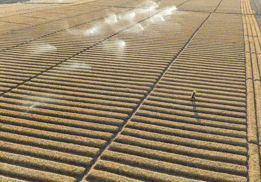 Carrot fields during seeding time.