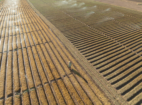 Carrot fields during seeding time.