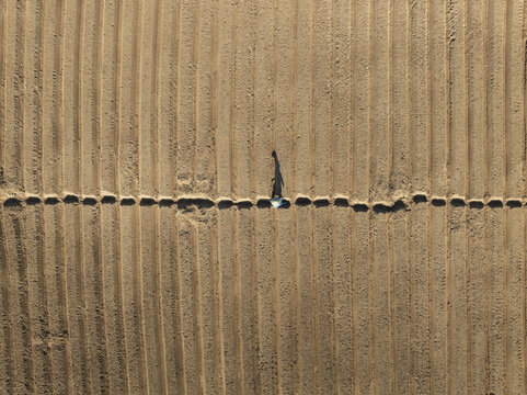 Carrot fields during seeding time.