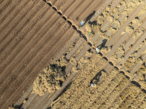 Carrot fields during seeding time.