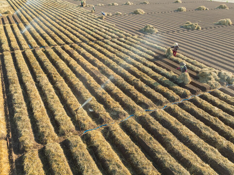 Carrot fields during seeding time.