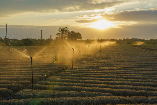 Carrot fields during seeding time.