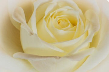 White yellow sensual rose closeup background or wallpaper on birthday