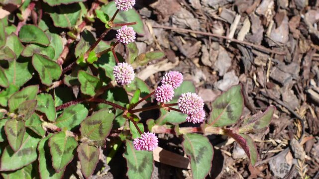 Persicaria capitata ,or Pink knotweed  pink bubble persicaria, is an Asian species of plants in the genus Persicaria grown as an ornamental