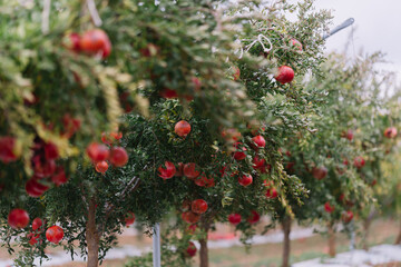 pomegranate  fruits dangling from branches with green foliage