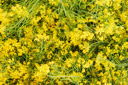 Flowering Broccoli Rabe 