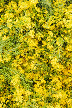 Yellow flowering Broccoli Rabe 
